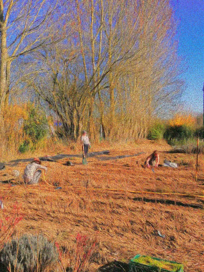Three people working on a dry field with bare trees and blue sky in the background.
